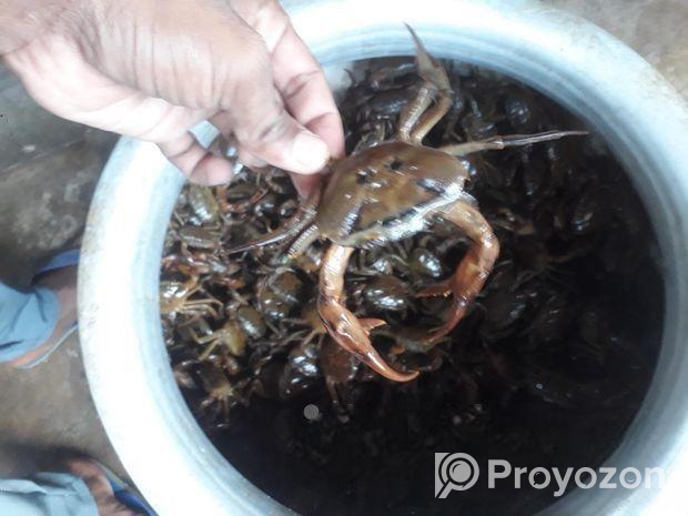 নদীর দেশি কাকরা সেল করা হয়