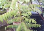 গাছ বিক্রি করা হবে