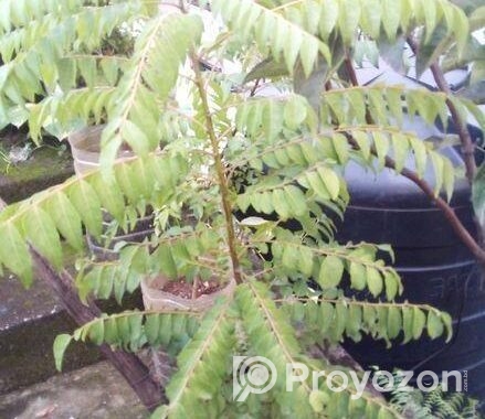 গাছ বিক্রি করা হবে