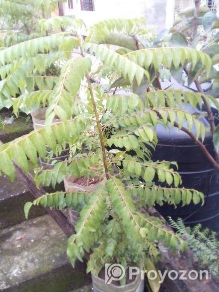 গাছ বিক্রি করা হবে