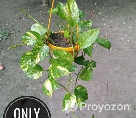 গাছপালা