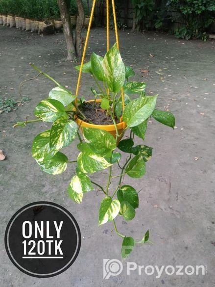 গাছপালা