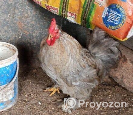 সিলভার কোচিন এবং ব্লাক মেল