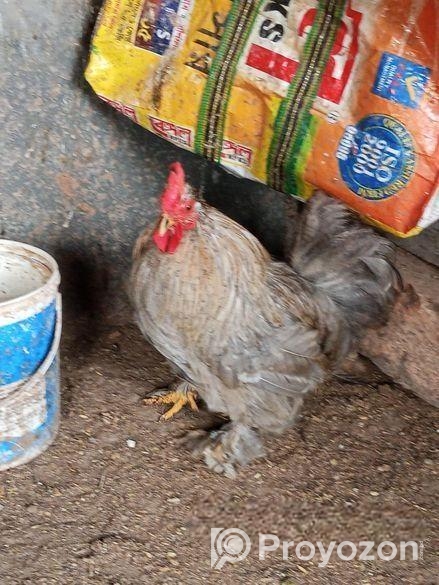 সিলভার কোচিন এবং ব্লাক মেল