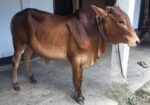 শাহিওয়াল ষাঁড় গরু