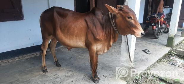 শাহিওয়াল ষাঁড় গরু