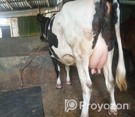 গাব গাভী বিক্রয়