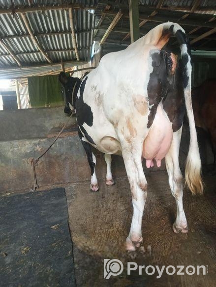 গাব গাভী বিক্রয়