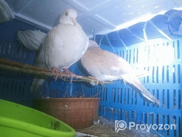 ঘুঘু পাখি