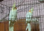 Cocktail Bird