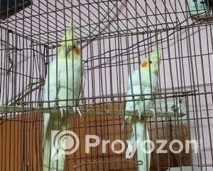 fitted-33_2025-09-17_10-08-58