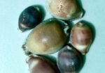 সামুদ্রিক নানা রকম শামুক ও ঝিনুক