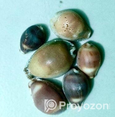 সামুদ্রিক নানা রকম শামুক ও ঝিনুক
