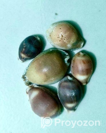 সামুদ্রিক নানা রকম শামুক ও ঝিনুক