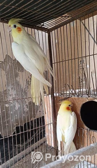 ককাটেল ব্রিডিং পেয়ার + টেম সাইজ বেবি সহো