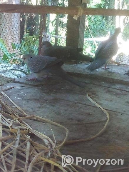 দেশীয় ঘুঘু পাখি