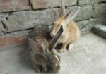 Rabbit For Sell