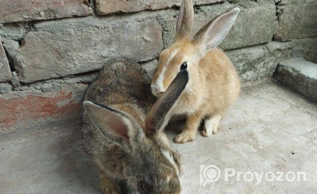 Rabbit For Sell
