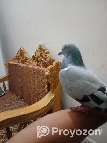 একটি রেসার মাদি বিক্রি হবে