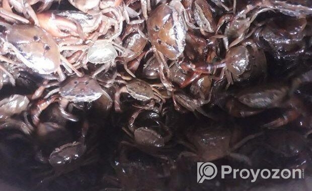 নদীর দেশি কাকরা সেল করা হয়