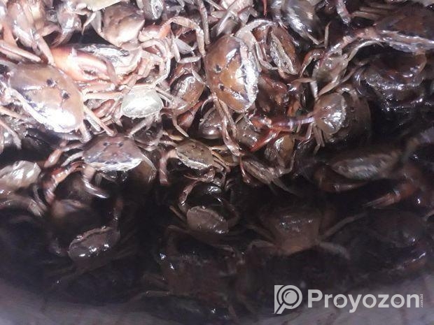 নদীর দেশি কাকরা সেল করা হয়