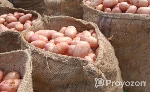 ফ্রেশ লাল আলু বিক্রিয় করা হয়