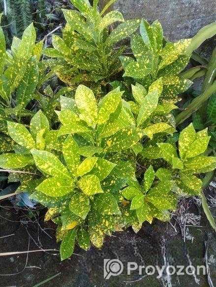 গাছ বিক্রি করা হবে