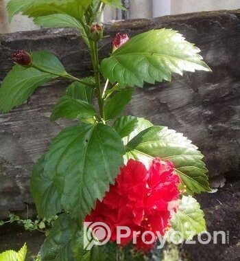 পিসলিলি ও রক্ত জবা