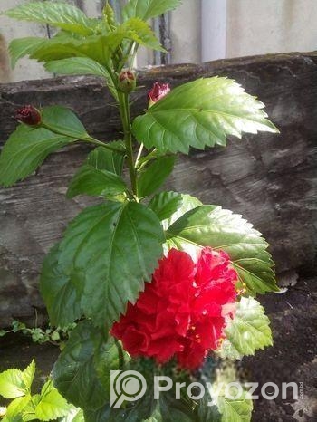 পিসলিলি ও রক্ত জবা