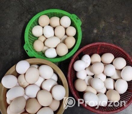 ফাউমি মুরগির ডিম