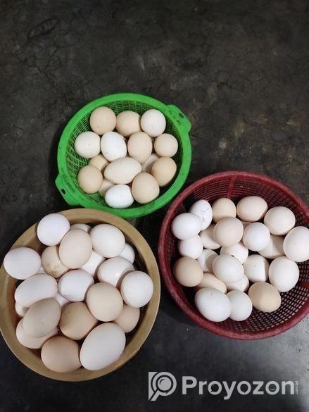 ফাউমি মুরগির ডিম