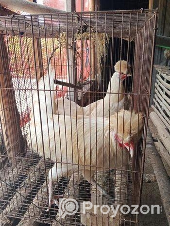 পোলিশ ক্যাপ রানিং জোড়া ডিম দিচ্ছে