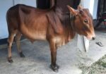 শাহিওয়াল ষাঁড় গরু