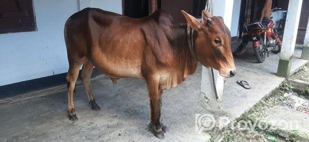 শাহিওয়াল ষাঁড় গরু