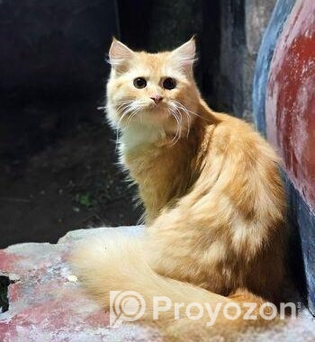 পার্সিয়ান বিড়াল