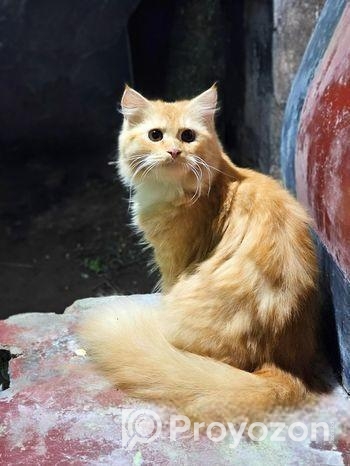 পার্সিয়ান বিড়াল