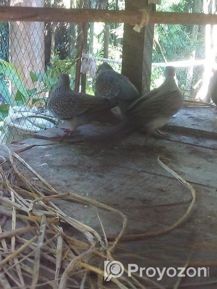 দেশীয় ঘুঘু পাখি