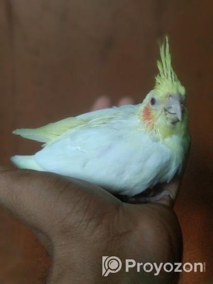 ককাটেল বেবি