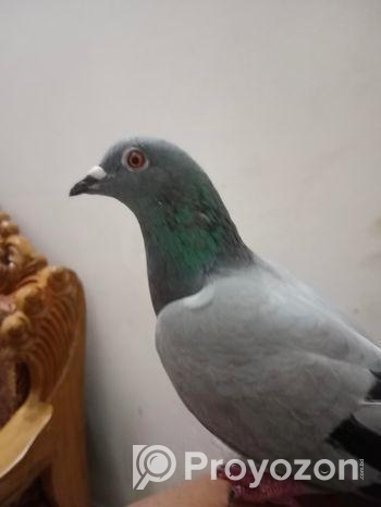 একটি রেসার মাদি বিক্রি হবে