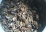 নদীর দেশি কাকরা সেল করা হয়
