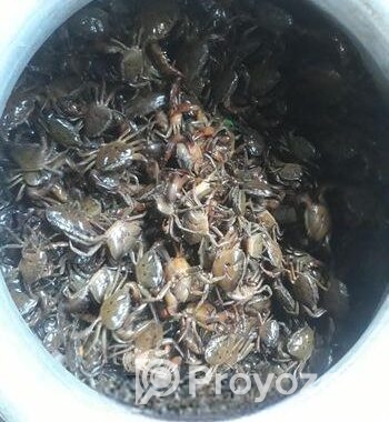 নদীর দেশি কাকরা সেল করা হয়
