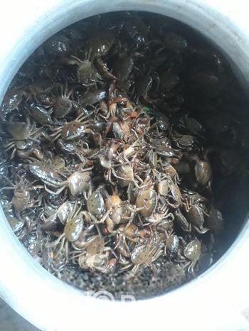 নদীর দেশি কাকরা সেল করা হয়