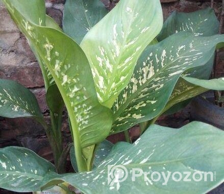 গাছ বিক্রি করা হবে