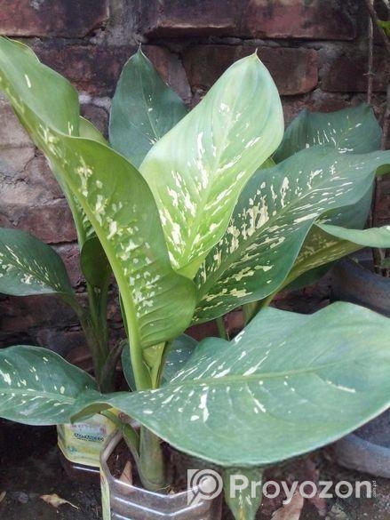 গাছ বিক্রি করা হবে