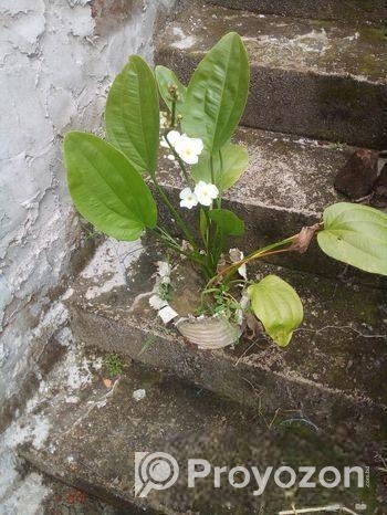 পিসলিলি ও রক্ত জবা