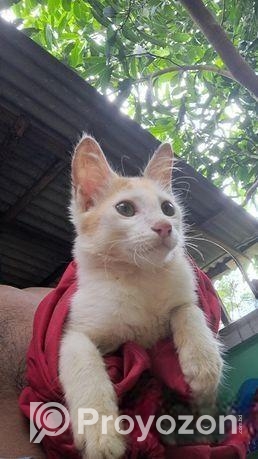 বিরাল বিদেশি