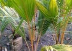 কেরালা নারিকেল চারা