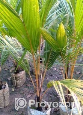 কেরালা নারিকেল চারা