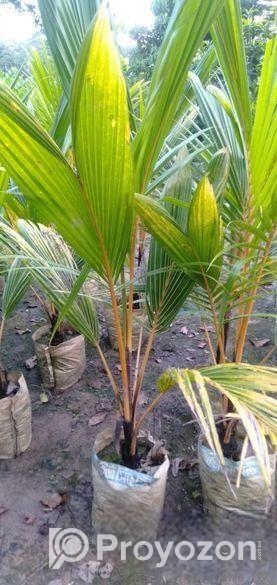 কেরালা নারিকেল চারা