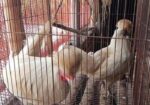 পোলিশ ক্যাপ রানিং জোড়া ডিম দিচ্ছে